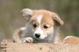 CORGI PEMBROKE 1339